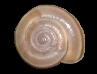 Tabella Chilostoma cingulatum (studer, 1820 )